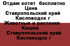 Отдам котят, бесплатно  › Цена ­ 1 - Ставропольский край, Кисловодск г. Животные и растения » Кошки   . Ставропольский край,Кисловодск г.